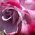 Lilla -  porpora - Rose Ibridi di Tea - Burning Sky